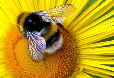 Пчелы могут обогревать стены и охранять жилье