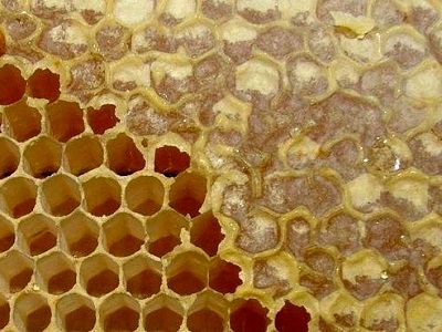 Продам натуральный пчелиный воск в Тюмени
