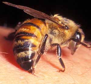 Продажа пчел в Тюмени для пчелоужаления поштучно с доставкой на дом