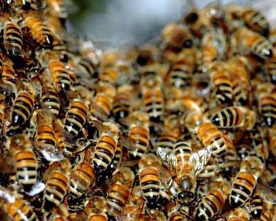 Пчелы и наркотики