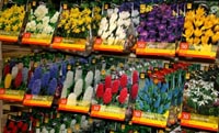 многолетние луковичные цветы в Тюмени Магазин «Айболит»