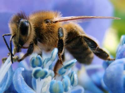 Пчеломоры куплю пчел в Тюменской области