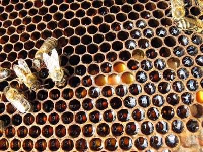 Пчелопродукция в борьбе с анорексией