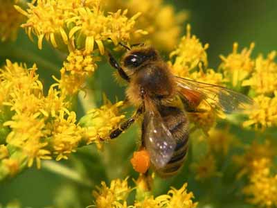 Не исследованный наукой оздоравливающий эффект пчел на человеческий организм